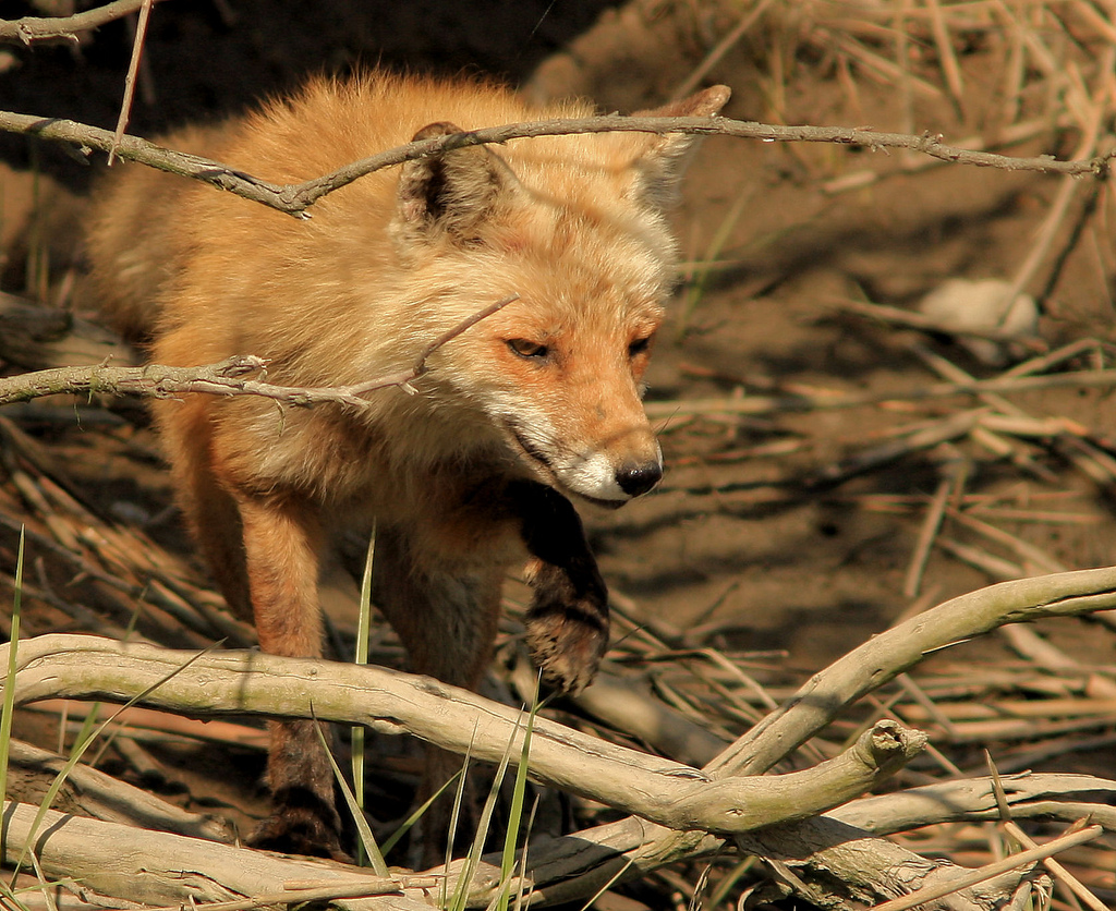 hourlyfoxes's tweet photo. HourlyFoxes presents: https://t.co/y7XisYSEGf