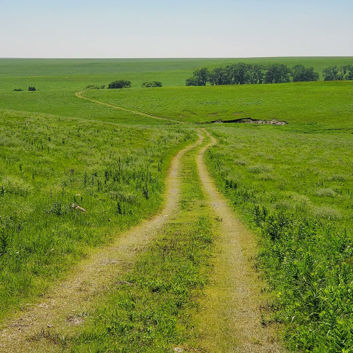 kansaswriter's tweet photo. Flowers everywhere along the Crusher Hill Loop at Tallgrass Prairie National Preserve. 5.32 miles. #ToTheStarsKS #Hiking #KansasPrairie https://t.co/Kuxh8j9mDQ