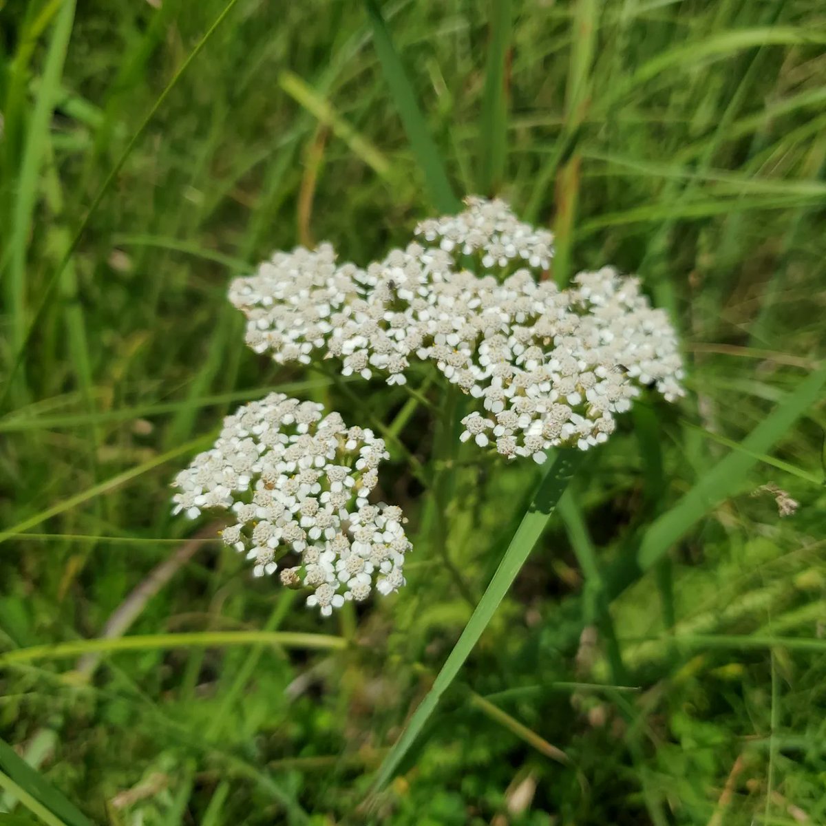 kansaswriter's tweet photo. Flowers everywhere along the Crusher Hill Loop at Tallgrass Prairie National Preserve. 5.32 miles. #ToTheStarsKS #Hiking #KansasPrairie https://t.co/Kuxh8j9mDQ
