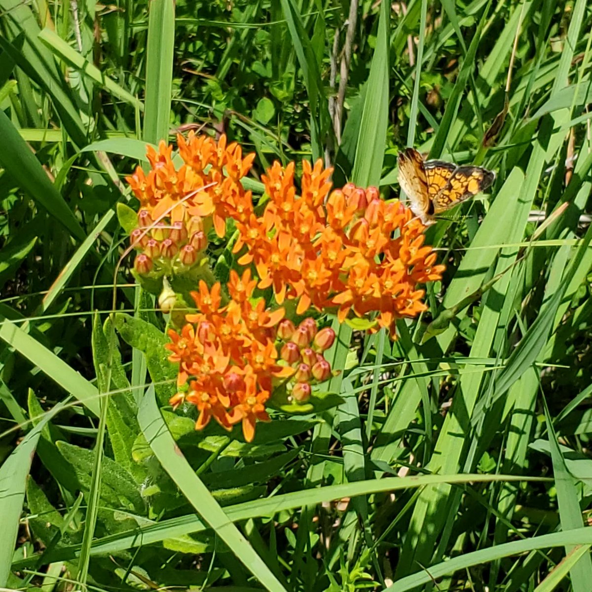 kansaswriter's tweet photo. Flowers everywhere along the Crusher Hill Loop at Tallgrass Prairie National Preserve. 5.32 miles. #ToTheStarsKS #Hiking #KansasPrairie https://t.co/Kuxh8j9mDQ