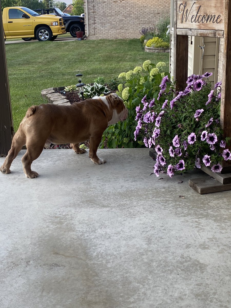 Spending the evening on the porch. #englishbulldog #dogsoftwitter