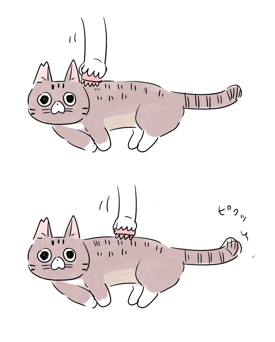 テッチャンをブラシするとき、どこが嫌なのか尻尾が反応するのでわかりやすい。#テチモグ日記 #テッチャン日記