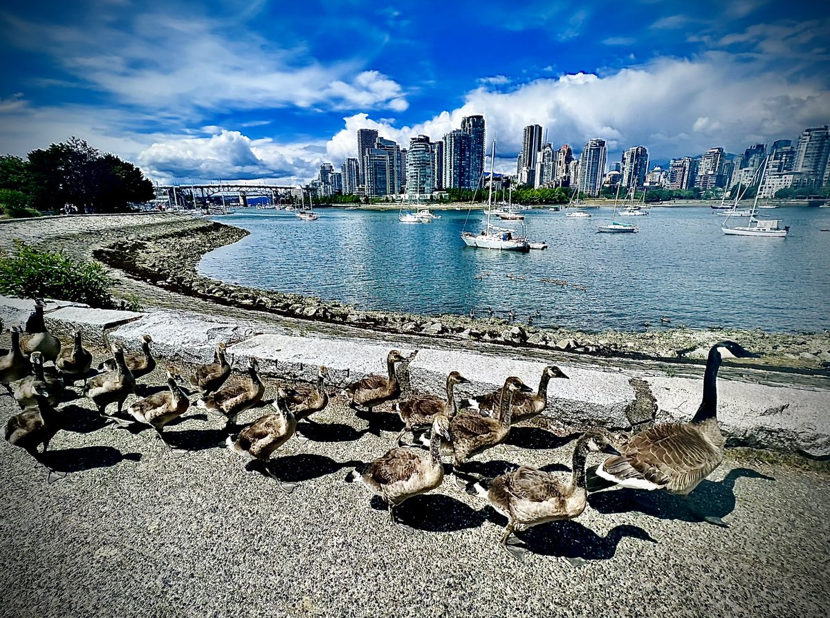 Gangly goslings on parade. #yvr #falsecreek #goosedaycare 🪿