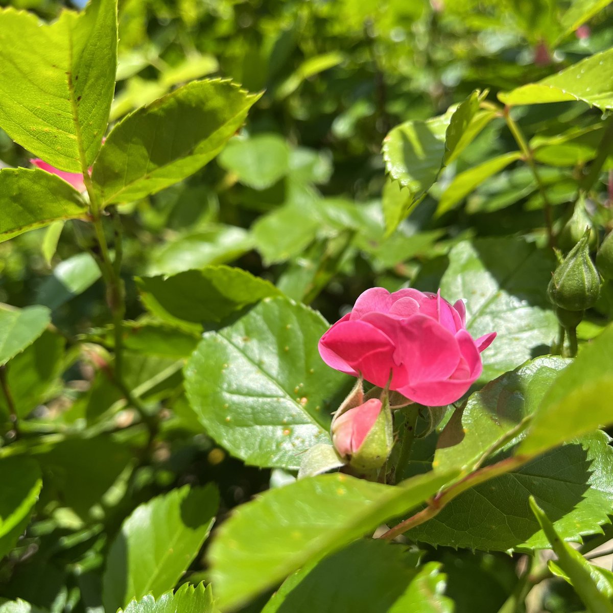 moispice's tweet image. おはようございますmoiです。
本日眼科に行くので、お昼頃からの営業です。
先週から目の調子が悪くて、今日やっとタイミングが合って行けそうなんです。
行かせてください🙏🏻
なのでたった数時間の営業にはなりそうですが、どうぞよろしくお願いします🤲🏻
私も早くコーヒー飲みたい！！！