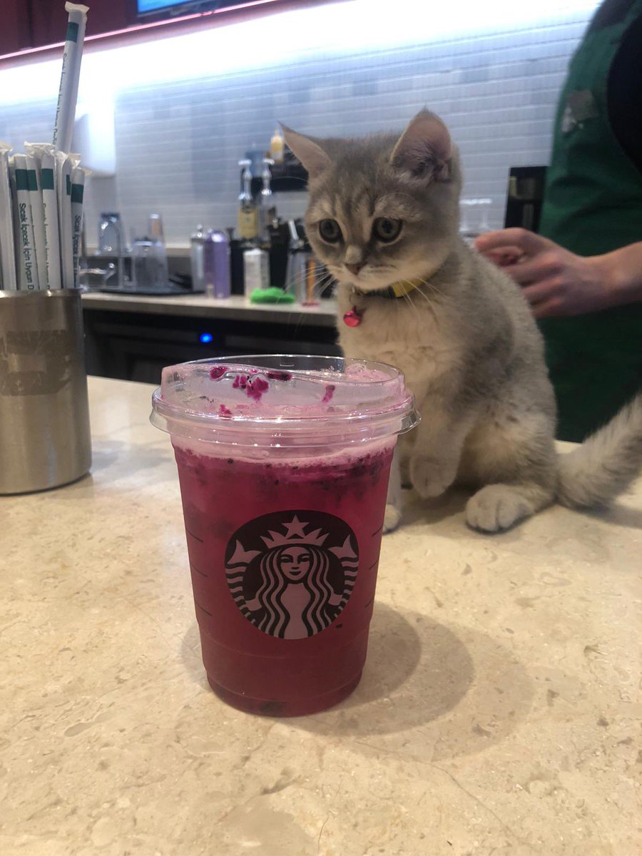 aydinyuksel27's tweet photo. #starbucks #cat #ares #adana #türkiye #kuzgun #cippo #ferhataydoğan #toprakaydoğan https://t.co/cawnPvyJSi