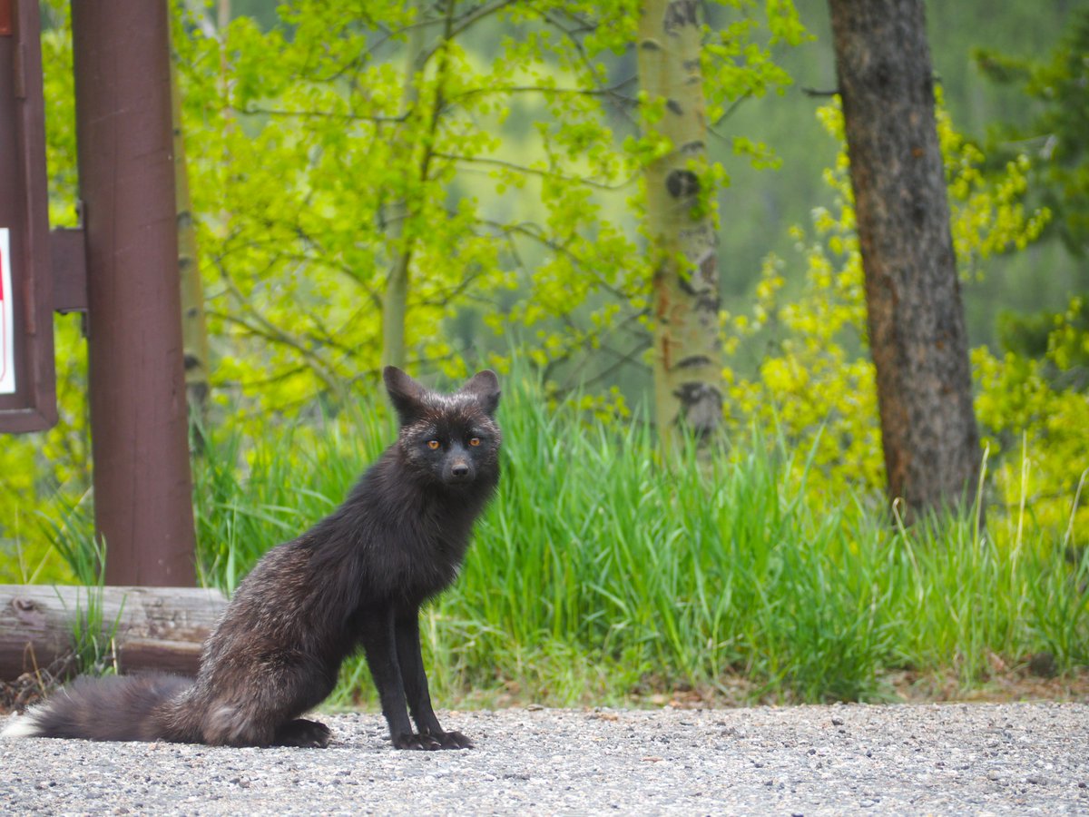 thomas-gounley-on-twitter-saw-a-silver-fox-also-called-a-black-fox