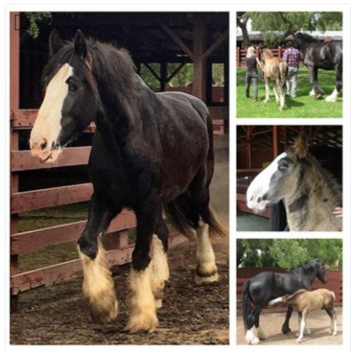 Preston, the Rancho's Shire horse, was born on this day in 2012. Happy Birthday, Big Guy!