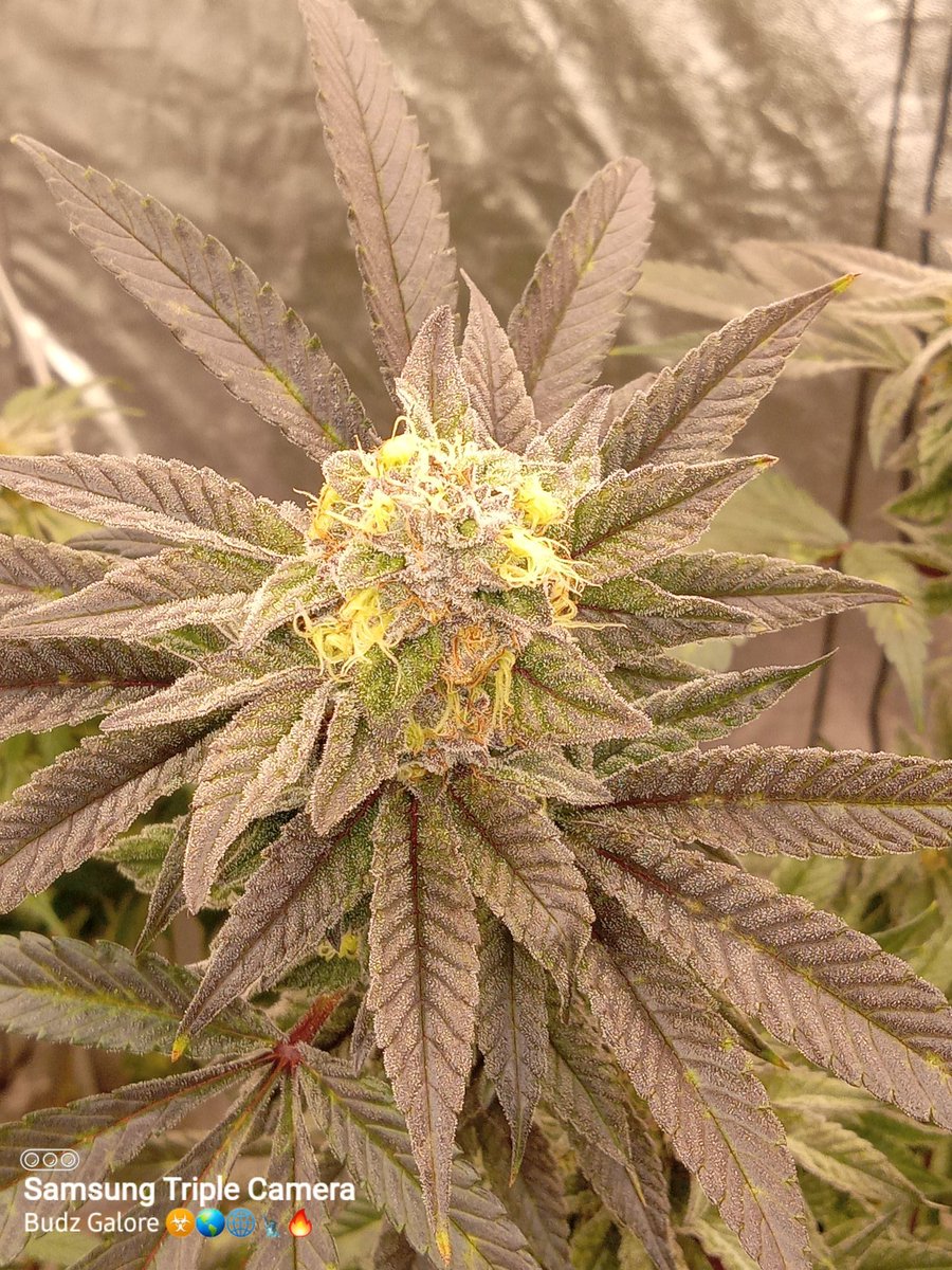 Black Opal from @irvineseedco and @breeder_j grown under a #marshydroFCE4800. This is a must grow strain fat buds covered in trichomes who doesn't want that. #marshydrosmartgrowsystem #growyourown #irvinearmy #cannabis @MarsHydroLight @Henry117_