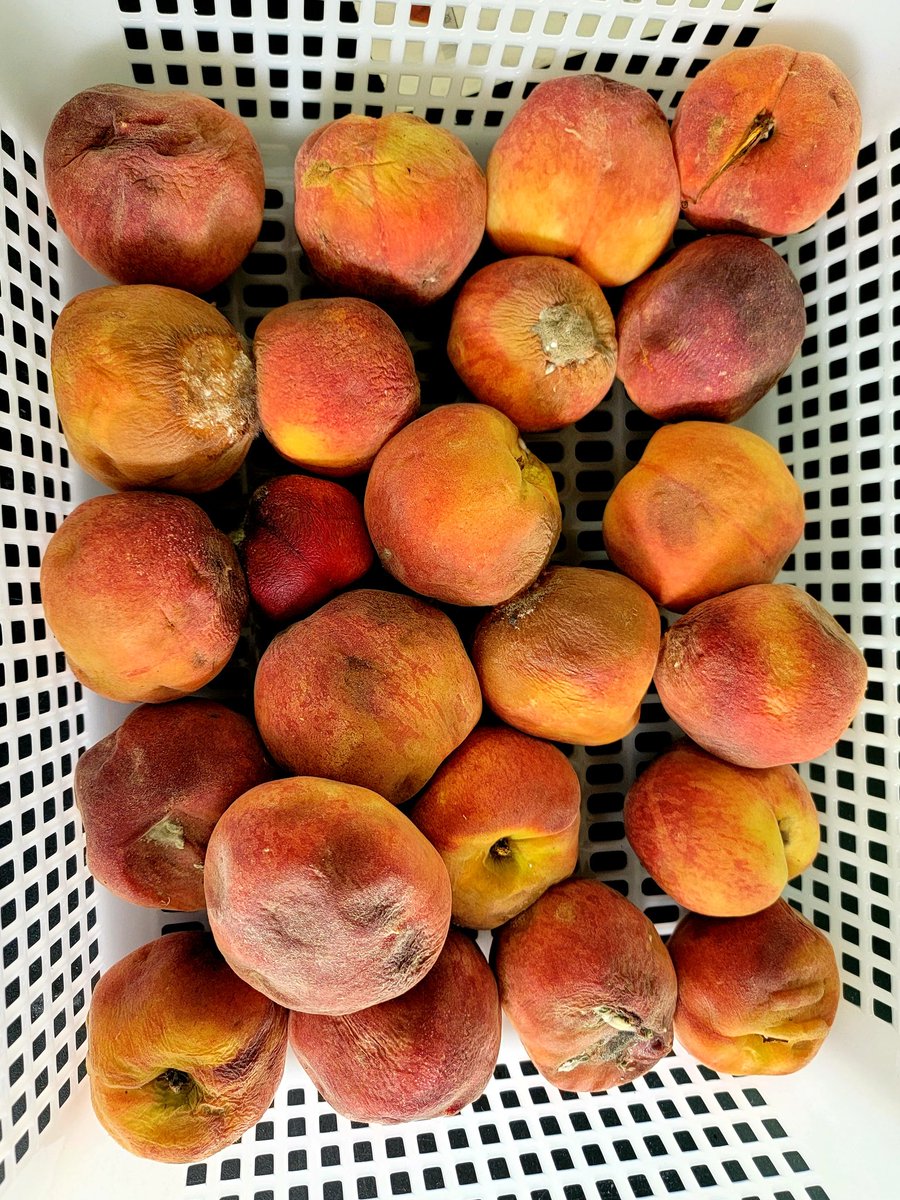 LabZhangs's tweet photo. Peaches last only two months in market but the postharvest loss is high. Our PhD student @SefuGerefa is studying the fruit fungal pathogens infection mechanisms! https://t.co/Uf1029oQxP