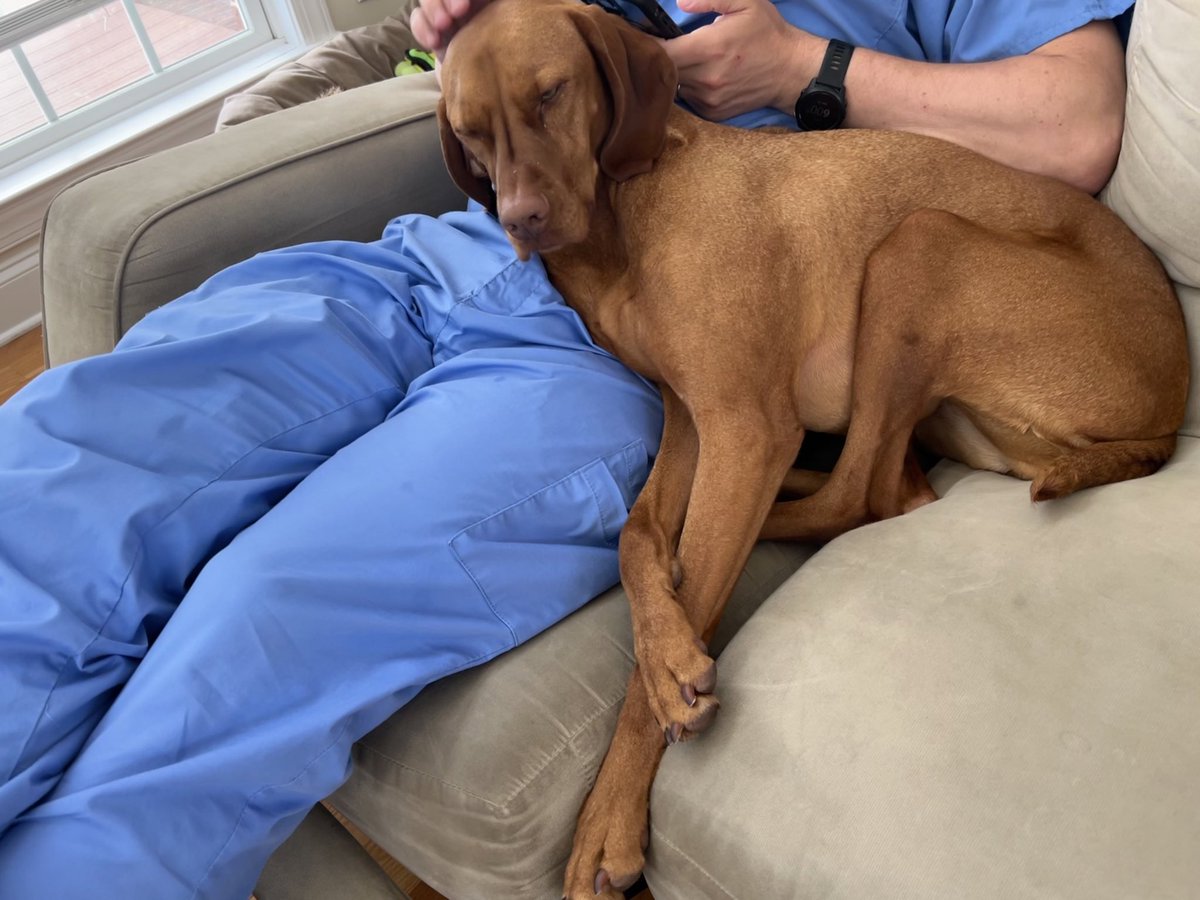 Happy Father’s Day to all the father figures out there ❤️ 💕 💗 #vizsla #HappyFathersDay