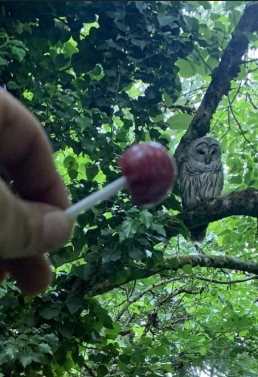 Mr. Owl, how many licks does it take to get to the Tootsie Roll center of a Tootsie Pop?