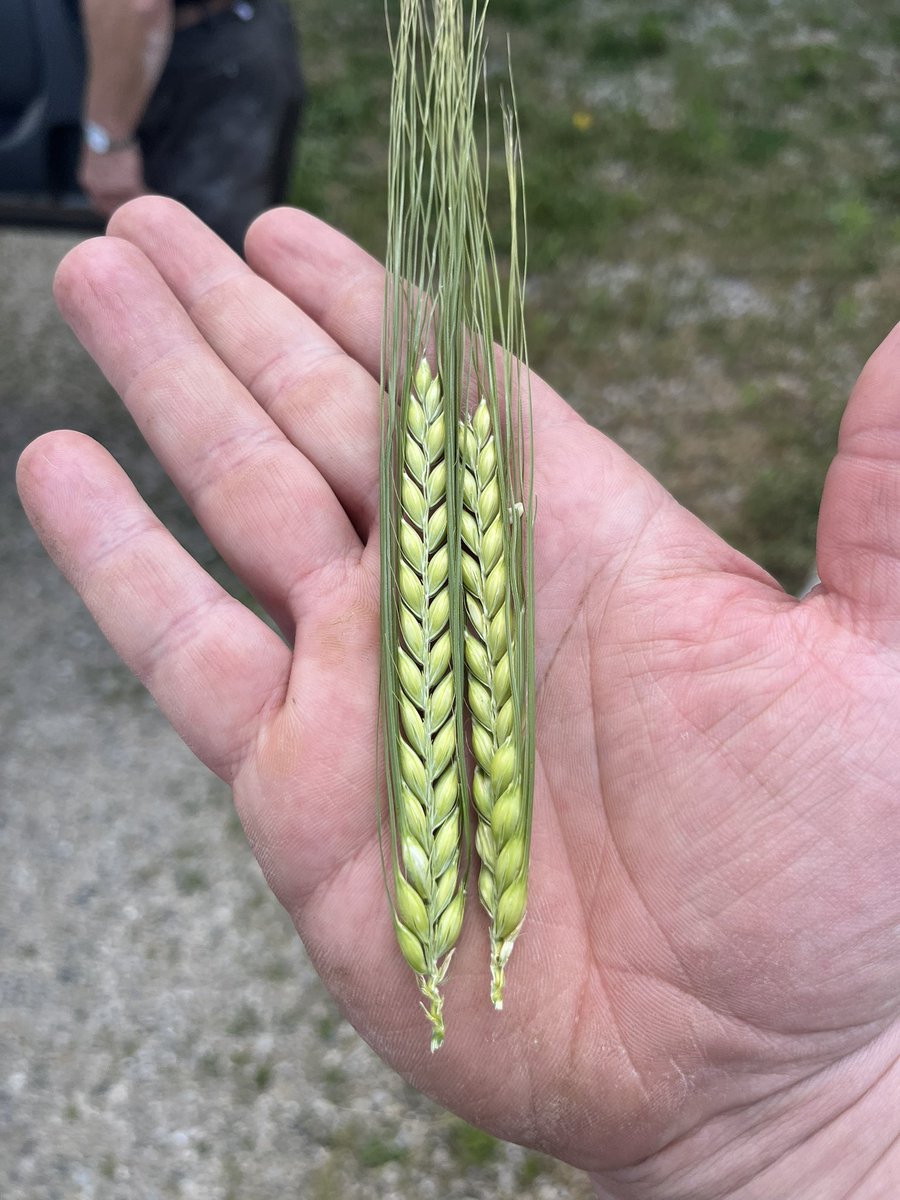 Really loving the newer winter barley genetics! #ontag