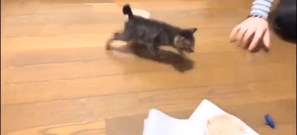 mofmo_'s tweet photo. 子猫さんの大ジャンプ！(@umawannyan さん)
https://t.co/E8nXz8EAjs https://t.co/J9DixJ4MGw