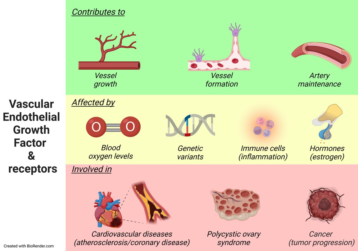 MasseyHlthSc's tweet image. A minireview of literature on VEGF-A, a factor involved in regulating new blood vessel formation, by PhD student Carlos Meza and supervisors. VEGF-A blood levels and gene variants show promise as #cardiovascularbiomarkers. @FrontCVMedicine @MasseyHlthSc shorturl.at/xD168