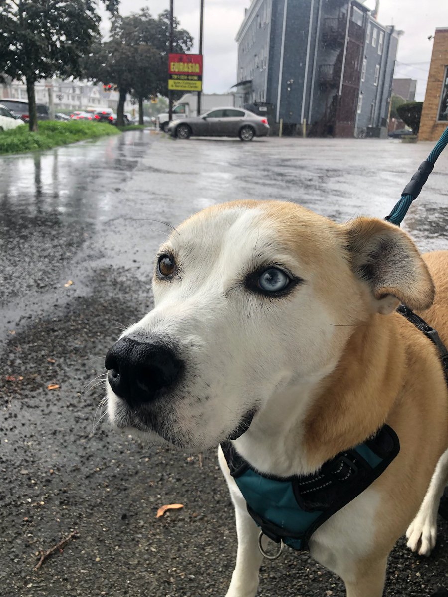 AtlasAdoptedPup's tweet photo. “2 days in a row we got caught in the #rain! Pals, make sure your humans check the forecast before #walkies! Dry boops please! #dogsoftwitter #walktime #IHateRain #DryDog #WhyYouDoThisToMe https://t.co/BmYS38T4ut
