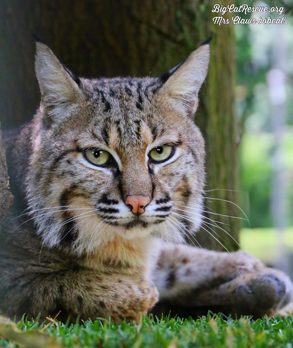 Good night Big Cat Rescue Friends! 🌙
Mrs Claws bobcat wishes you a wonderful Sunday evening and great week ahead! 

#GoodNight #BigCatRescue #Rescue #BigCats #SundayNight #SweetDreams #WeekAhead #Bobcat #Florida #Sanctuary #CaroleBaskin