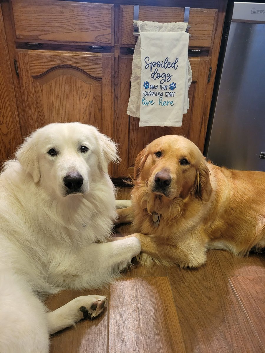 JenniGilmer's tweet photo. Oh the accuracy of this dish towel 🤣 #DexandDeuce https://t.co/u6Zlvt1Bcj