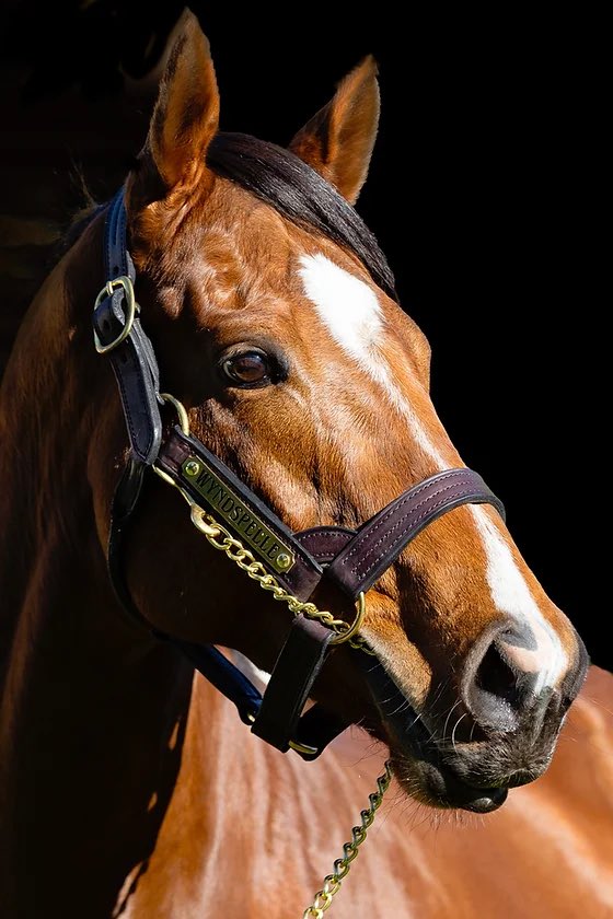 ANZ Bloodstock (@anz_news) on Twitter photo 🚨STALLION NEWS🚨
<a href="/CornwallStud/">Cornwall Park Stud</a>’s WYNDSPELLE will stand his first season in Victoria for a fee of $10,000 (ex GST) 💨
“We’re delighted to offer Wyndspelle at such a highly competitive fee. We all know that Group One mile winners make great sires and are commercially very 🚨STALLION NEWS🚨
<a href="/CornwallStud/">Cornwall Park Stud</a>’s WYNDSPELLE will stand his first season in Victoria for a fee of $10,000 (ex GST) 💨
“We’re delighted to offer Wyndspelle at such a highly competitive fee. We all know that Group One mile winners make great sires and are commercially very