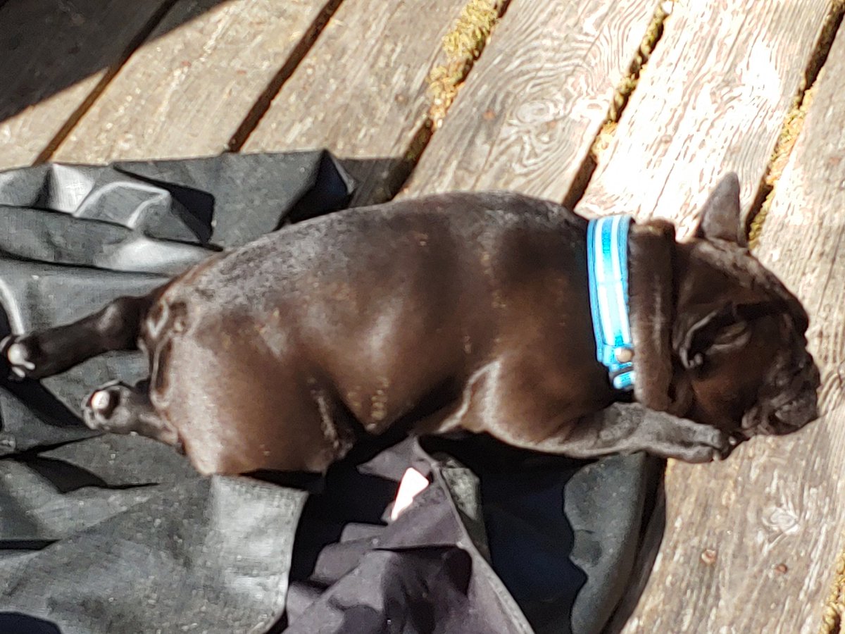 MerlinofCanada's tweet photo. Sad she sees the car being packed after a month in @Tofino on her beach and hot deck #moping #Kira https://t.co/LrmczAybBc