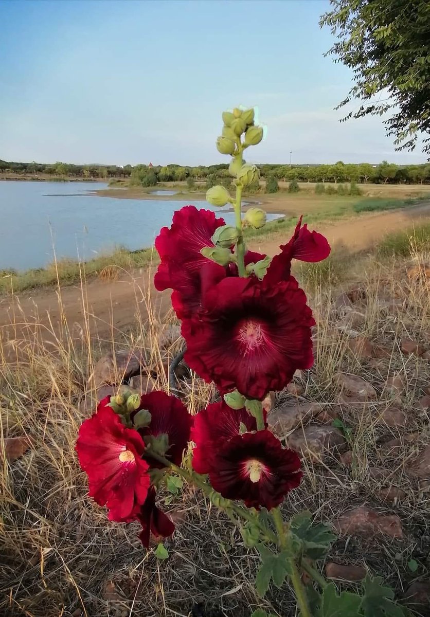 NATURALEZAV3's tweet image. Malva real. Pantano San Roque.
Vegas altas del Guadiana