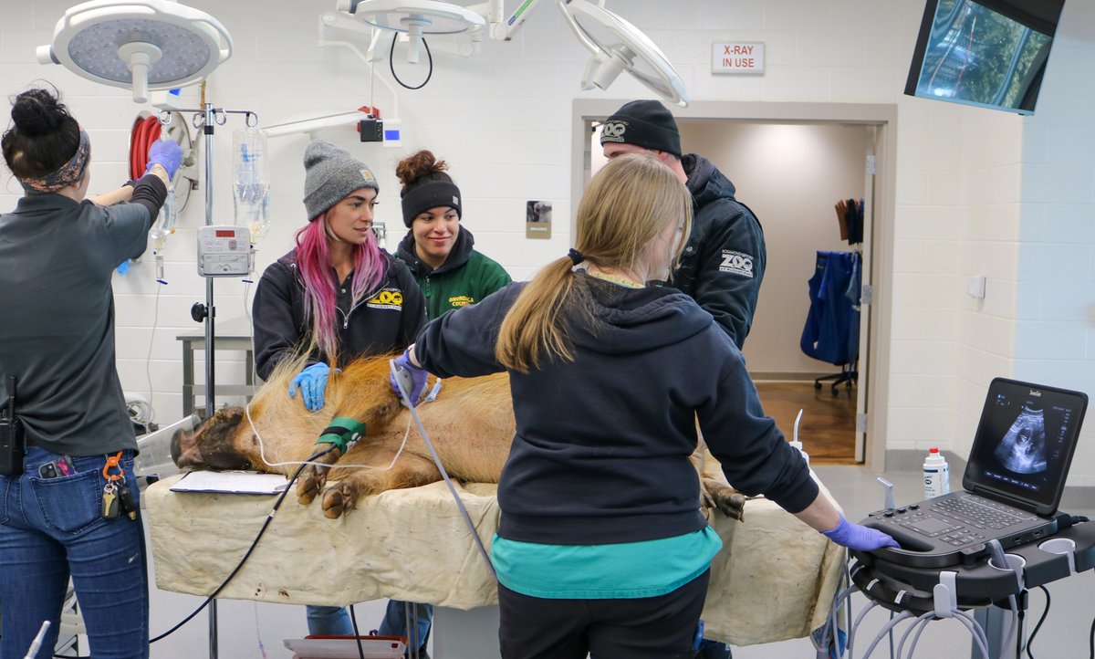 Rosamond Gifford Zoo on Twitter "Happy VeterinaryAppreciationDay to