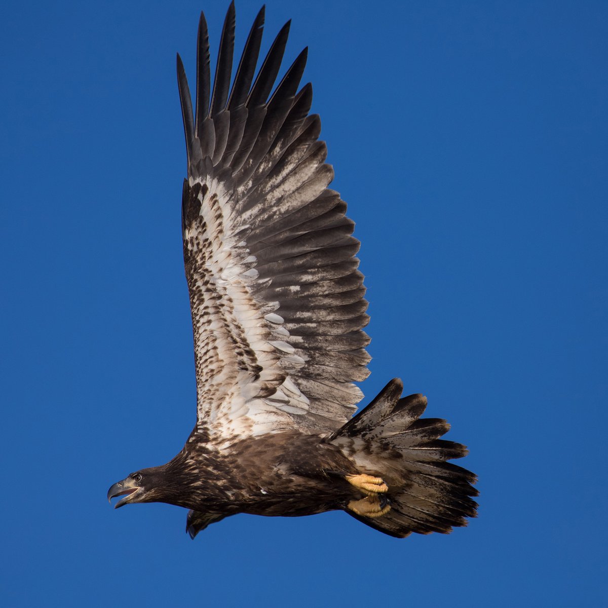(Photo by Al Kearney)
#BaldEagle #BirdTwitter