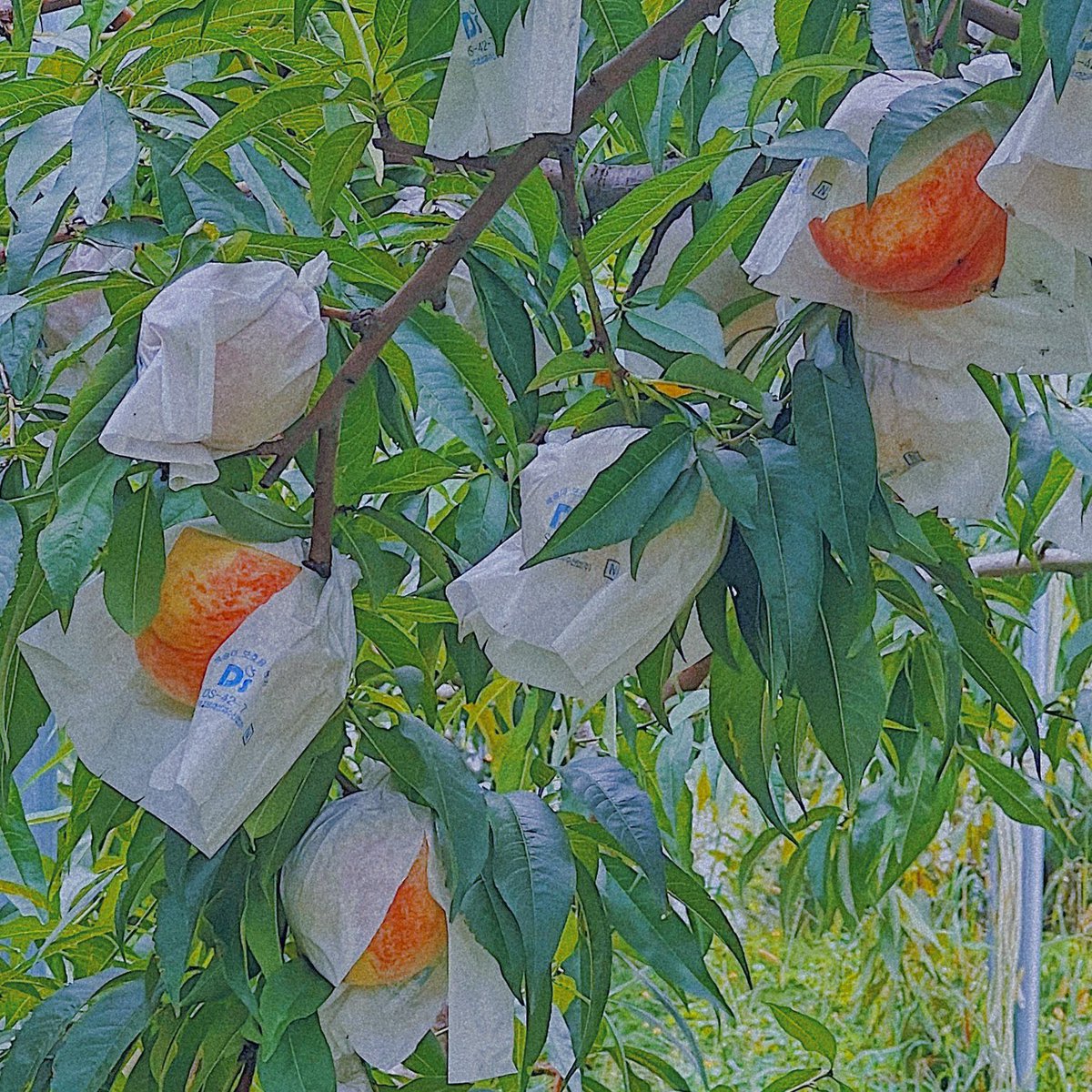 복숭아별 구매 농장 및 소소한 구매팁

🍑신비복숭아/황금반도/거반도/서왕모/아오조라무스메/양홍장 - 반도원
🍑코이미라이/마도카/미스홍/황도금봉/사쿠라 - 거창도원 
🍑황귀비황도 - 꽃밭머리농원

매해 작황에 따라 나오는 품종/시기/맛 다를 수 있으니 참고만 하세요✨