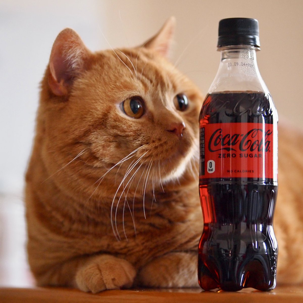 パパはどっちがいいかにゃあ😽

#コカコーラ #coke #cats #catlovers #catsoftiktok #猫のいる暮らし #困り顔 #茶トラ #kitten #catstagram #meow #catsofinstagram #catsoftwitter