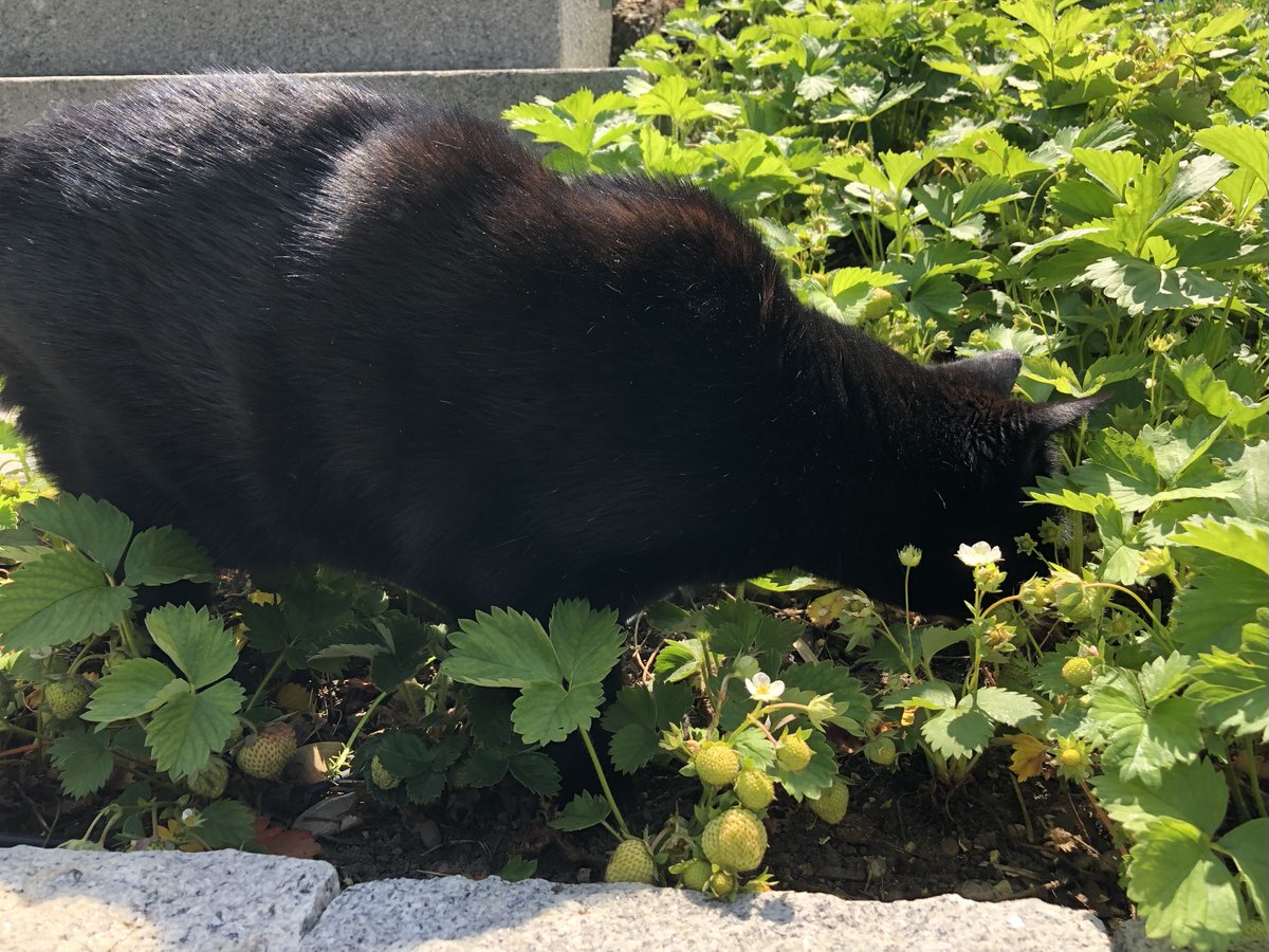 PepitoTheCat's tweet photo. Last two issues were caused by the change on the Twitter API side. Things should be good now.

To compensate for the lack of tweets, here is the great Pépito smelling at the strawberries 😺 https://t.co/zFsxTjuT0T