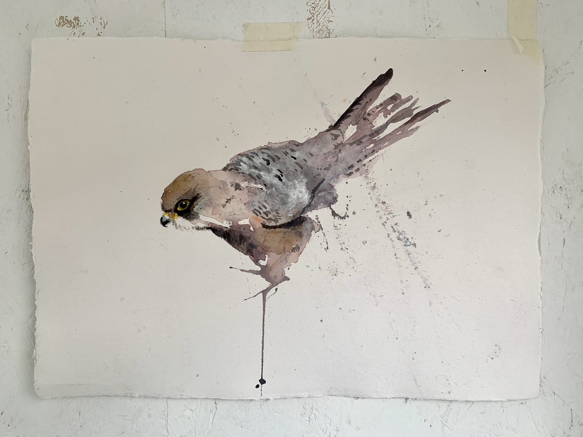 jamesto31325883's tweet image. Kestral colour study… 
formed from Sketches done at Cadbourough Cliff in the last couple of weeks. 
#swla #birdart #birdwatching @BTO_Sussex