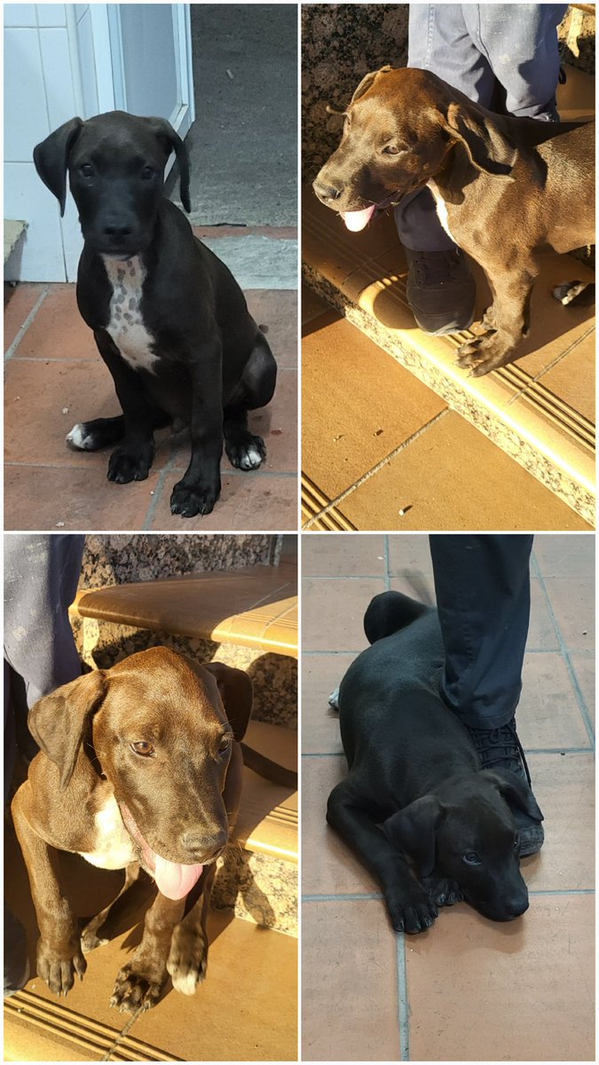 Holaa!!! 
Este perrito apareció en La Cooperativa de las Nieves el sábado y no sabemos si se ha escapado o lo han abandonado!!!
Necesito que me ayudeis a compartir pars encontar a su dueño o bien si hay algún interesado en quedarse con él, por favor, pónganse en contacto conmigo!