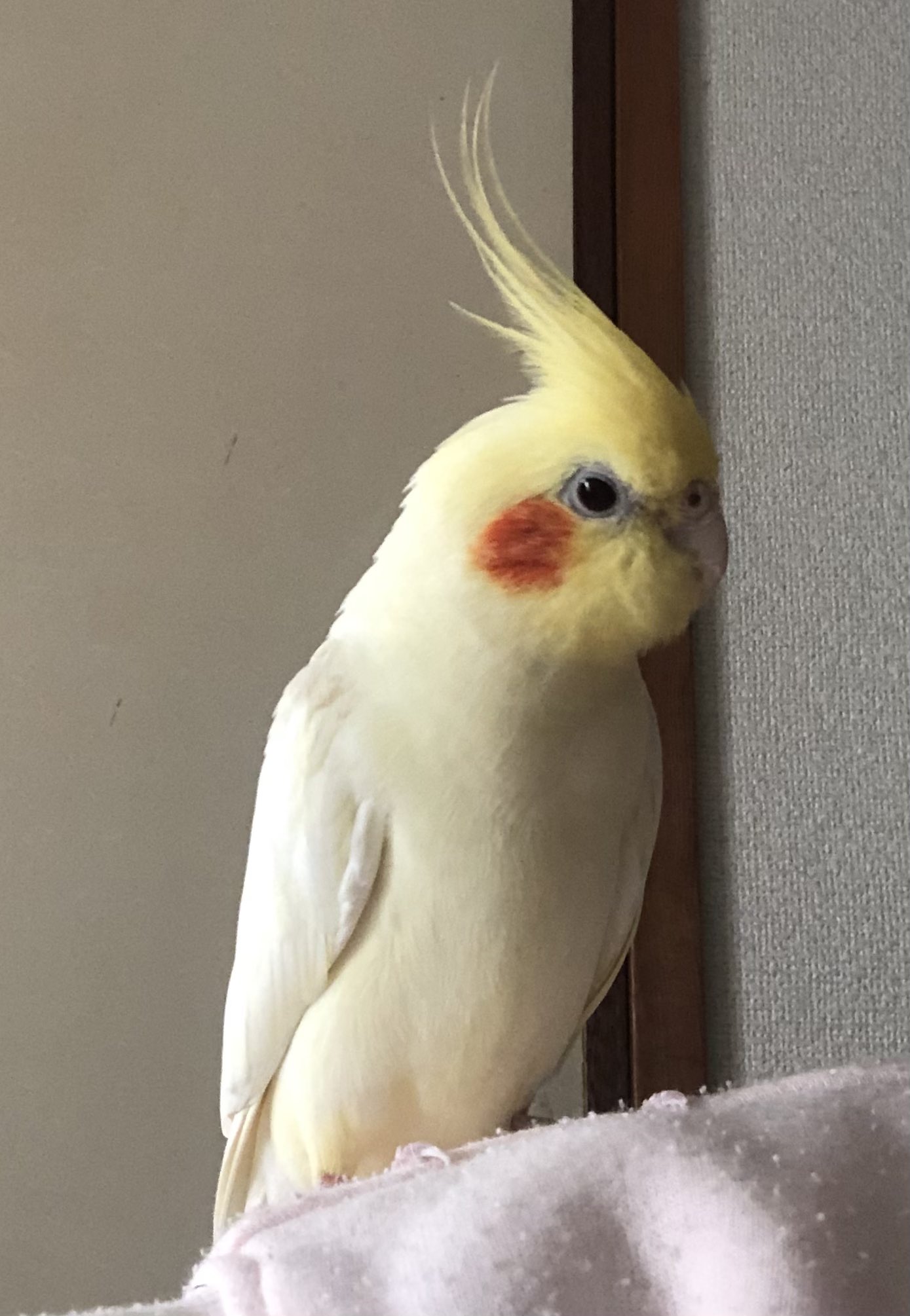オカメインコのふーちゃん見つかりました