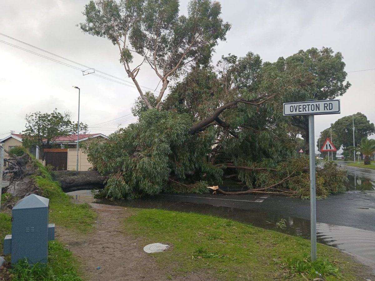 TrafficSA on Twitter "Cape Town Fallen Tree in Silvertown CapeStorm"