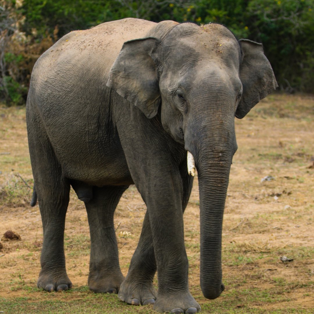 Resplendent Ceylon tweet media