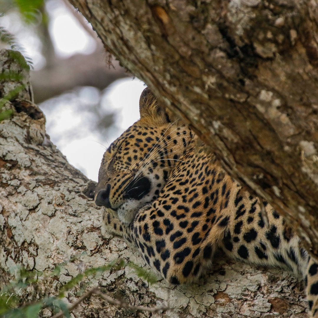 Resplendent Ceylon tweet media