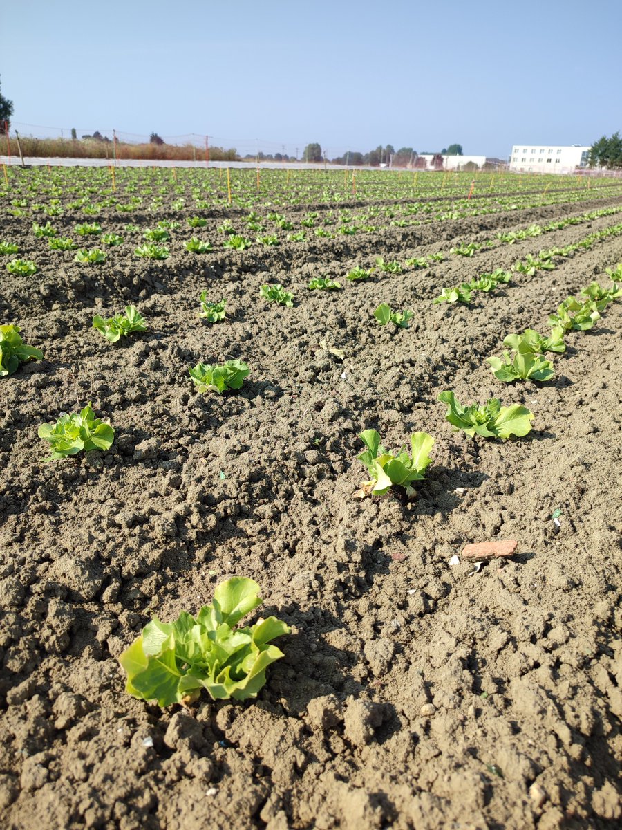 chambagri_hdf's tweet photo. Pour la 1er fois aujourd'hui, le Pôle #légumes Région Nord #PLRN a testé une solution #biologique à base de pulvérisation d'oeufs de chrysope, dont les larves se nourriront de pucerons.
Cette modalité est testée sur #salade de plein champ, traitement répété tous les 15 j. https://t.co/FQI6GpIxyq