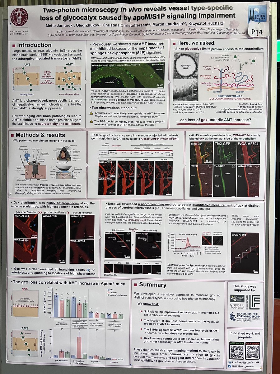 Interested in studying #glycocalyx at the #bloodbrainbarrier using #twophoton #microscopy #invivo and its effect on #adsorptive -mediated #transcytosis ?
Visit me at P14 in #cvb2023 in #uppsala where I present our work @mettecm @Nai_Chiota @MartinMlauritz from @transneuro_lab
