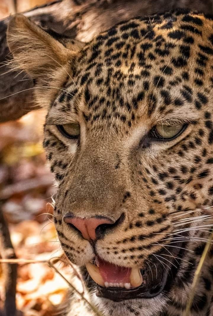 e_advertainment's tweet photo. Leopard Photography | Eureka Pet Shop; Link in Bio 
#leopardphotography #leopard #leopardlovers #petlovers #amazon #amazonfinds #amazonfavorites #founditonamazon #amazoninfluencer #petinfluencer #shahbazasghar #eurekapetshop #eureka_advertainment https://t.co/YM5amDojJK