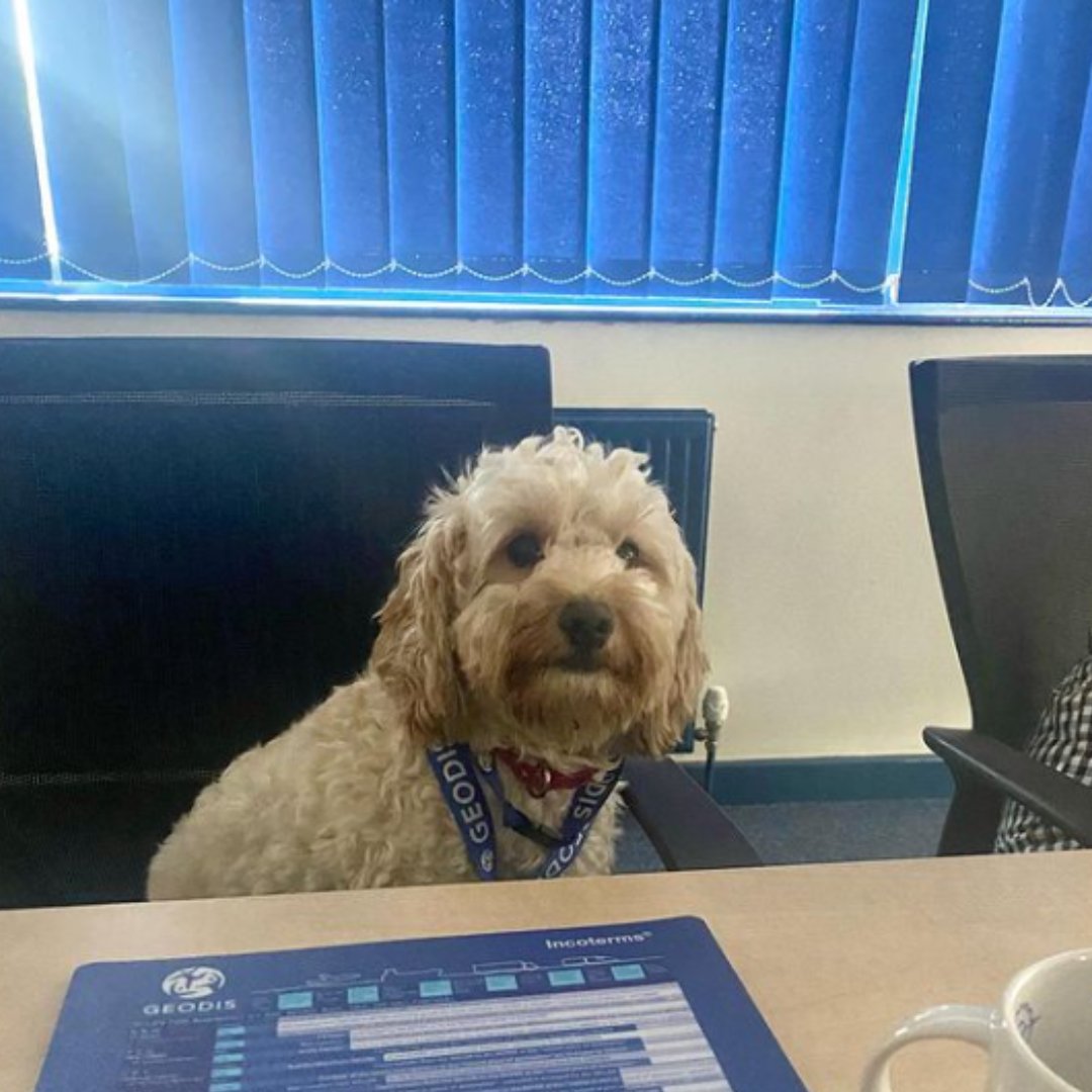 I'm ready for the meeting! Will there be snacks?
@freightintheuk
•​​​​​​​​
•​​​​​​​​
#DogsWorkingFromHome #officedogs #officedogsofinstagram #dogswithjobs #dogsofinstagram #dogs #workingdogs  #showdogs #pedigree #workingfromhome #Takeyourdogtoworkday #Takeyour...