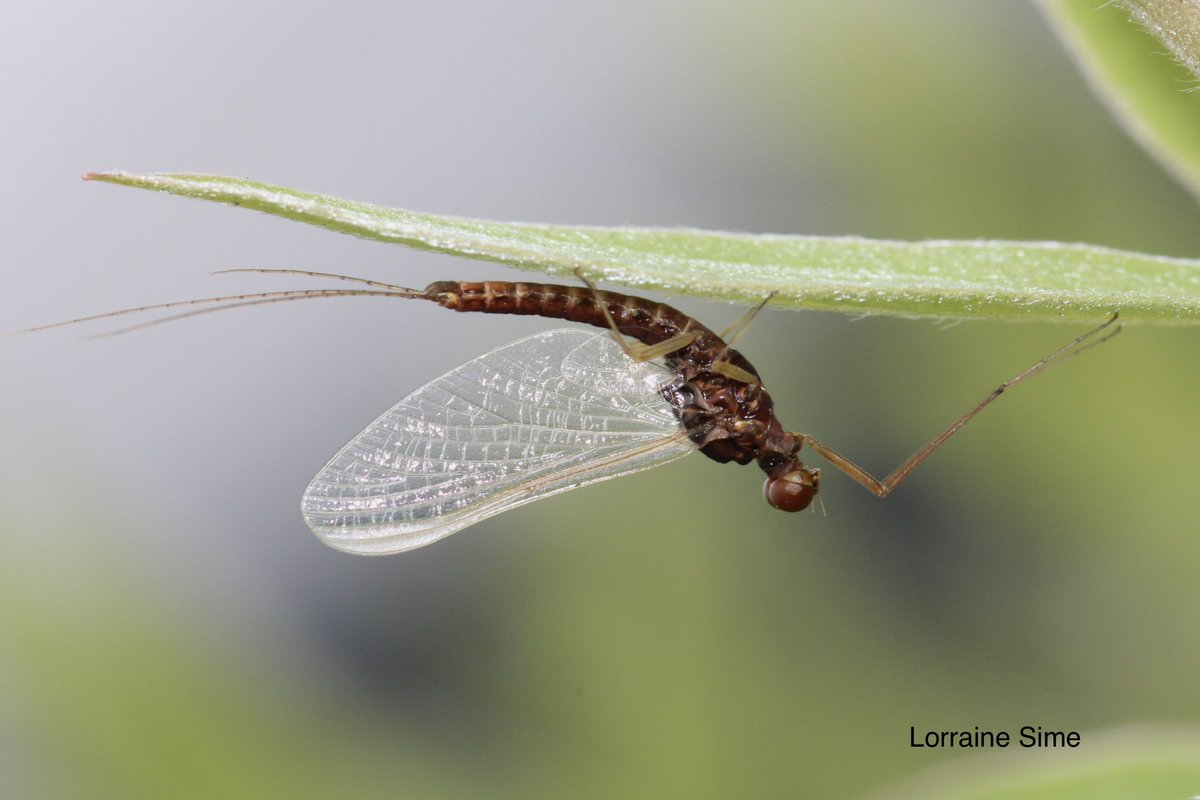 Day one of #insectweek23, so here is a mayfly I photographed. #insectweek #insects #biodiversity #photography #glasgow #TwitterNaturePhotography #twitternaturecommunity