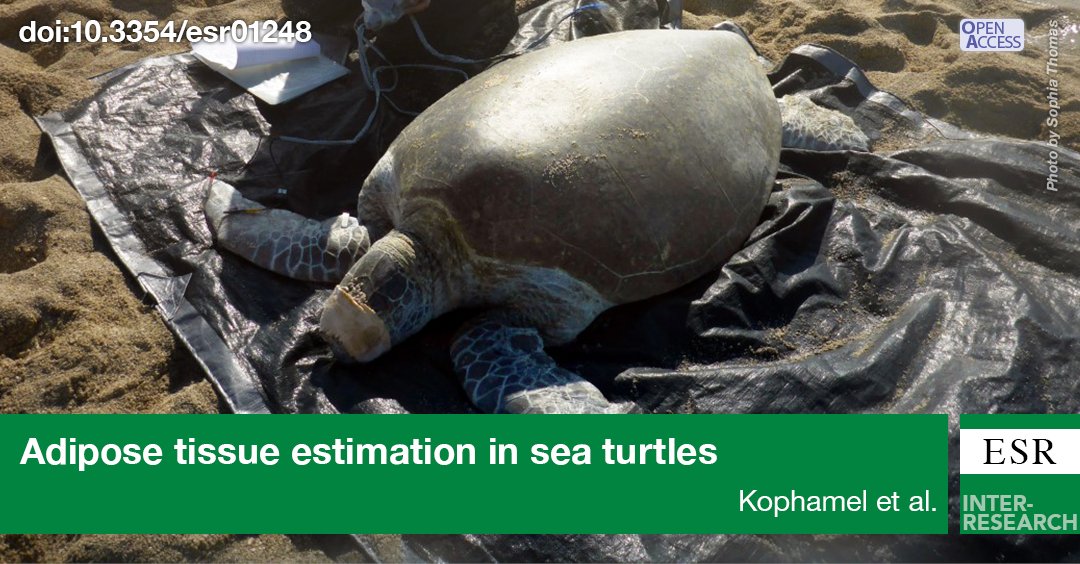 MT @ESR_IR Did you know that a fat turtle is a healthy turtle? 🐢 A method that measures body fat in #seaturtles  that can be included in monitoring programs. *trialled on foraging and nesting turtles on the #GreatBarrierReef* bit.ly/esr_51_127