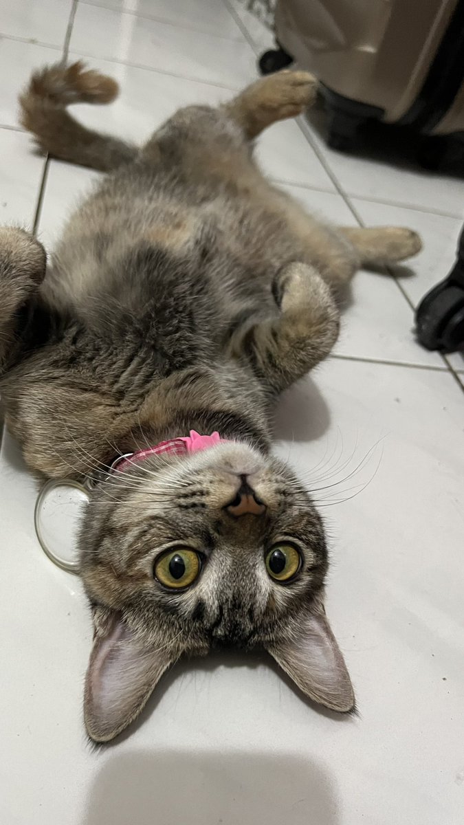 ggatorart's tweet photo. Meow https://t.co/ukiQbq860B