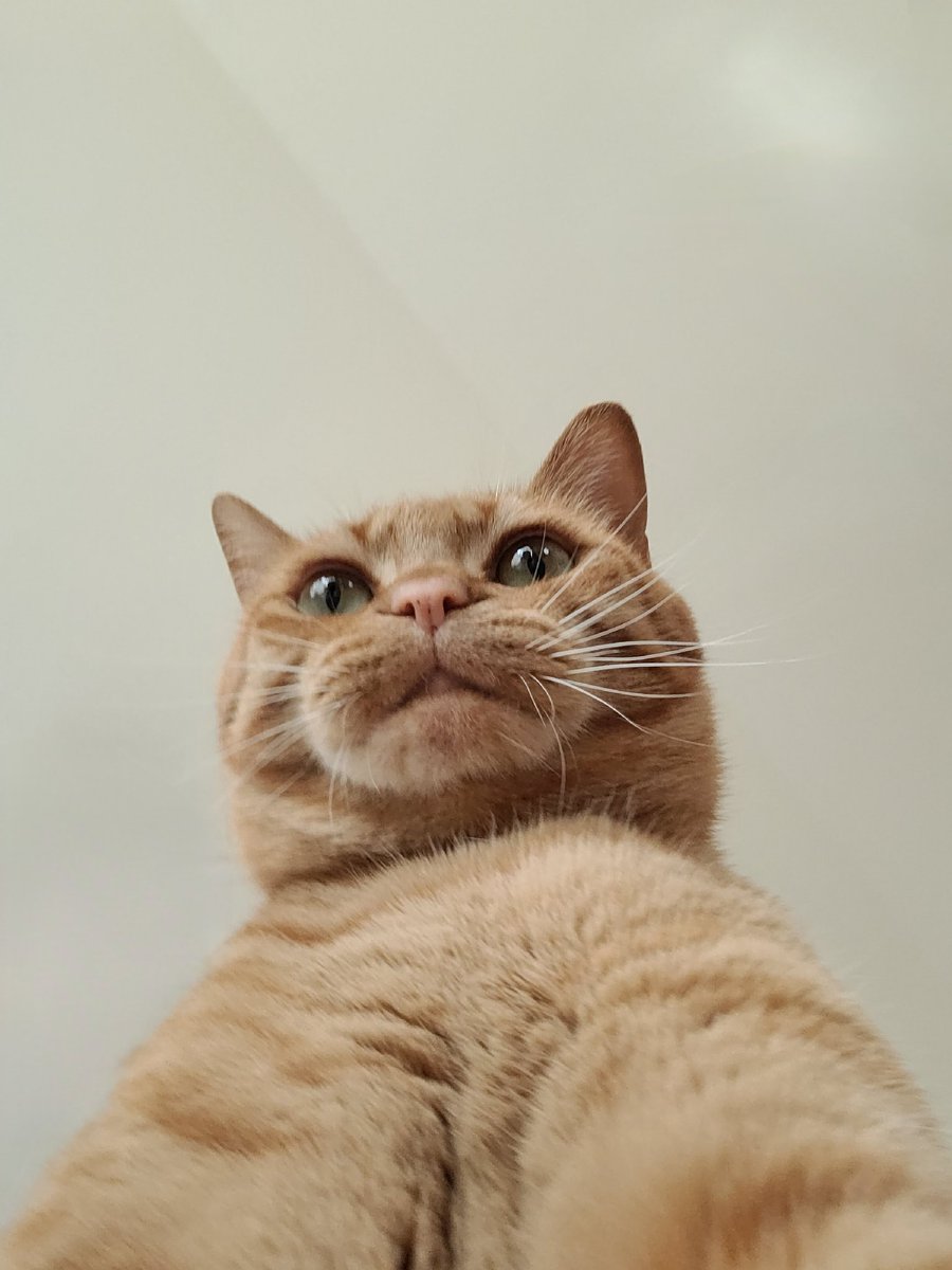 Wyy0iGDlBXG7iM2's tweet photo. かわいいねぇ🥰

 #猫好きさんと繋がりたい 
 #ねこのいる生活 
 #猫のいる生活 
 #猫との暮らし 
 #茶とら https://t.co/UjfPLJ86w7
