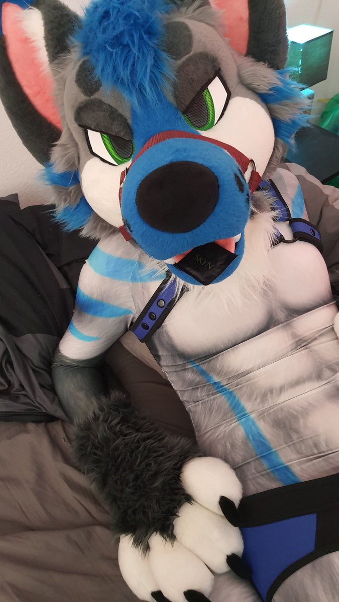 CookieWolfie4's tweet photo. What looks better? Left or right?

#petsuit https://t.co/uqcXifs3u1