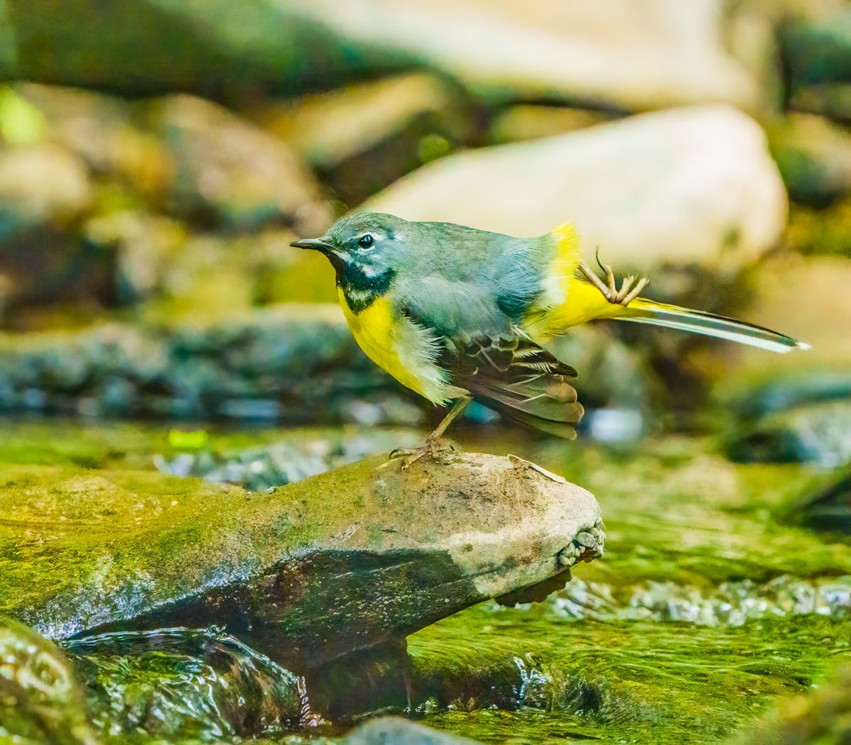 Grey Wagtail with early morning yoga routine @thetimes @snapagency #BBCWildlifePOTD #TwitterNaturePhotography #birding #NaturePhotography #birding