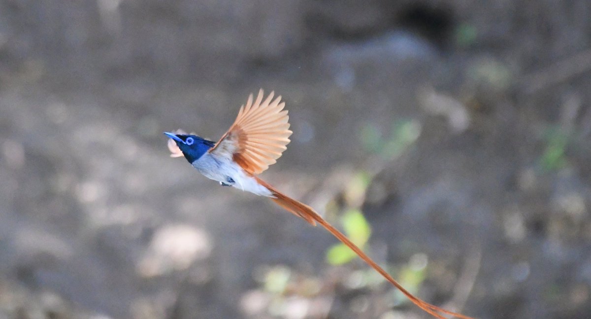 Lovely flying 😀😍😻IPFC #indiaves #IncredibleIndia #birdphotography #birdwatching #BirdsSeenIn2023 #BirdsOfTwitter #BBCWildlifePOTD #birding #NaturePhotography #natgeoindia #IndiAves #Indore