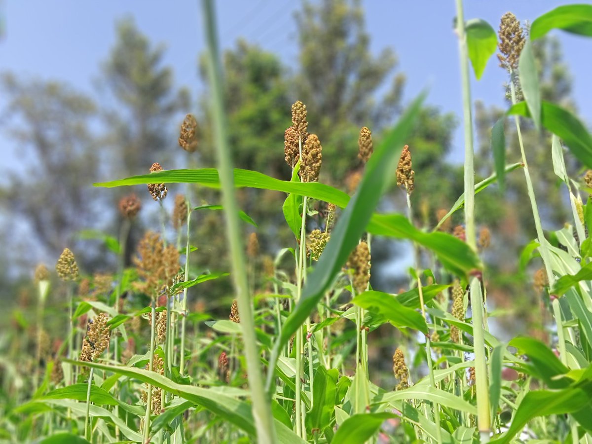 It took a guinus in you to differentiate between Sorghum and Millet plants. We understand that there are many people that are yet to know the difference. Sorghum or Millet?

🅰️ Sorghum.

🅱️ Millet. 

#foodcrop #grains #agribusiness #foodies #foodstars #farms #didyouknow #TAGsFarm