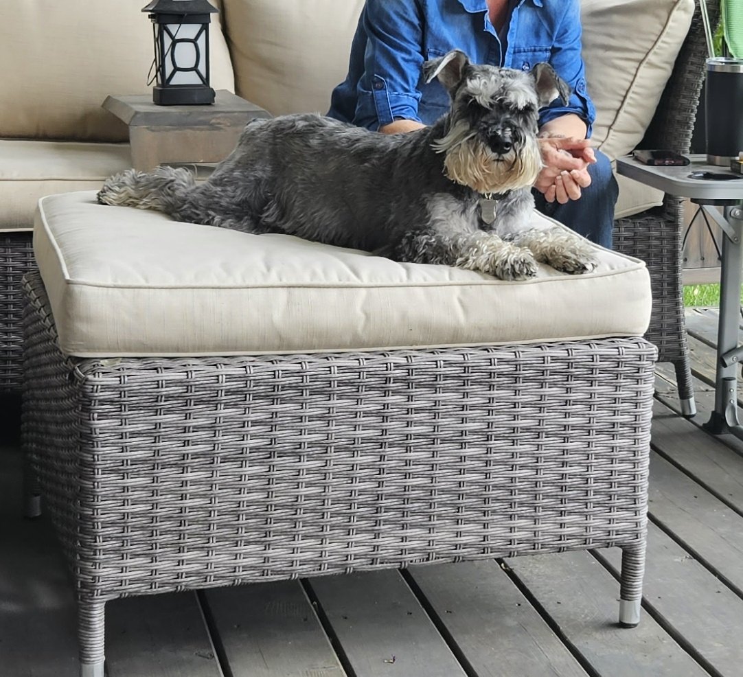 WheatenMaggie's tweet photo. You want to put your feet where? Sorry, this spot belongs to me now. #EverythingIsMine #SchnauzerGang https://t.co/FpNKxu5I6V