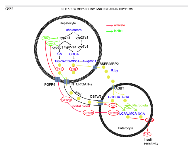 lumosbio's tweet photo. #Sleep / Bile Connection #Liver #Gastrointestinal 

"Based on the strong association between bile acid efflux and feeding/fasting cycle, the circadian clock may be a sensible switch to control bile acid release and reabsorption as well as synthesis."

https://t.co/4gpau3A8Rg https://t.co/VEEpqW9maS