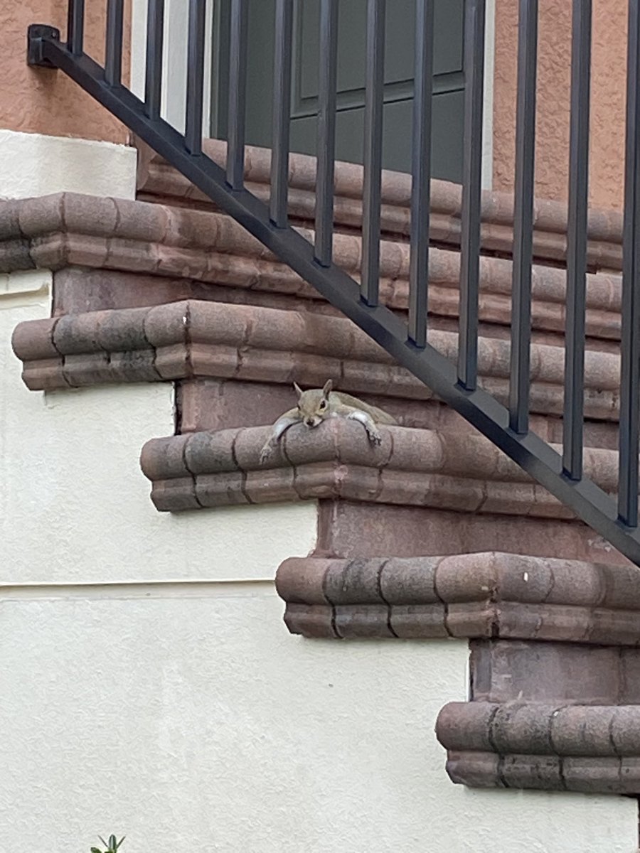 Well it looks like he’s thrown in the towel 😂 

I can relate though, especially at the end of a long day of interpreting. I am gonna give this squirrel a name. He looks like a Bob.